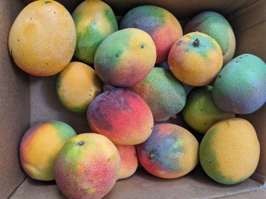 Sun-öptü Hayden Mango kutusu Honolulu, Hawaii kazık. 