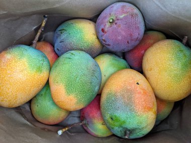 Pile of multi-colored of Sun-kissed Hayden Mango's in bag on Honolulu, Hawaii. 