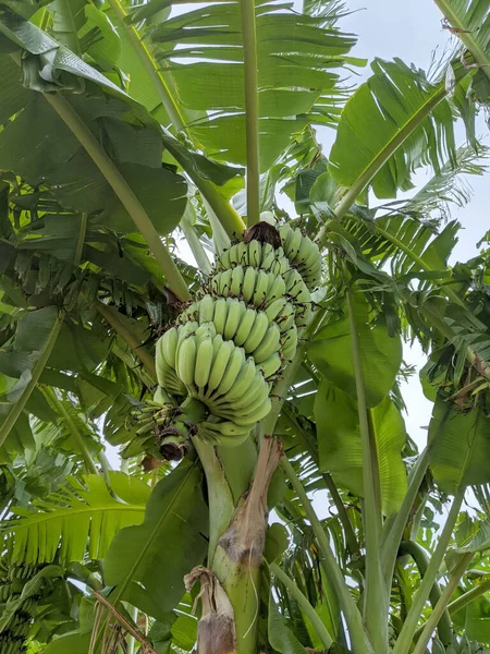 Большая Куча Зеленого Банана Висит Дереве Оаху Гавайи Июль 2020 — стоковое фото