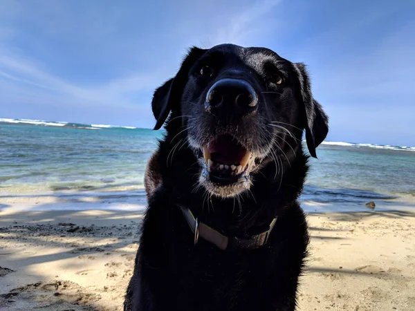 Black Retriever Cão Com Boca Aberta Praia Oahu Havaí — Fotografia de Stock