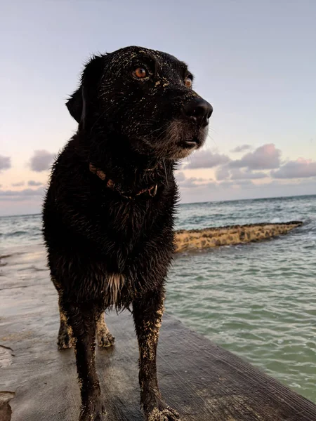 濡れた砂の黒い回収犬は ハワイ州オアフ島の夕暮れ時に水に沿ってプラットフォーム上に立っています — ストック写真