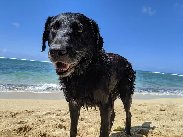 Wet Black Retriever Cão Com Boca Aberta Makalei Beach Oahu — Fotografia de Stock