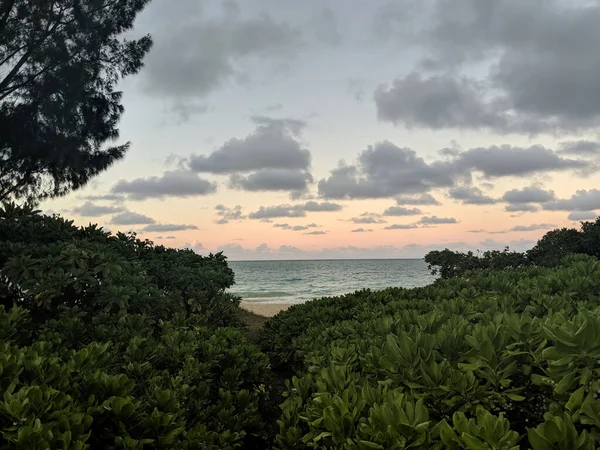 Ścieżka Przez Rośliny Naupaka Prowadzące Plaży Oceanu Spokojnego Otoczony Przez — Zdjęcie stockowe