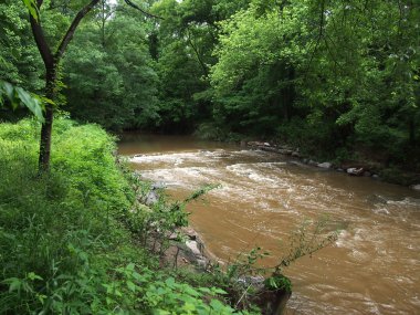 Kirli akışı hızlı bir şekilde ormanın içinden akar