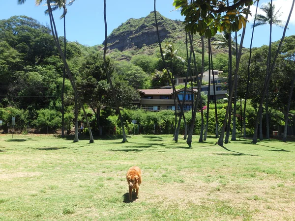 Golden Retriever Hund spaziert durch Park mit Diamantkopfkrater — Stockfoto