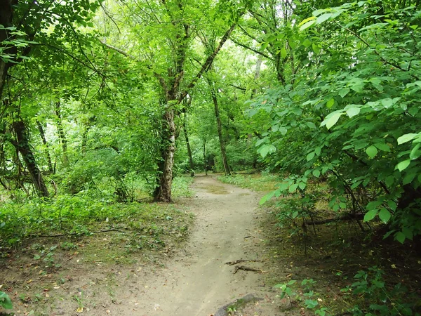 Sentiero sterrato nella foresta — Foto Stock