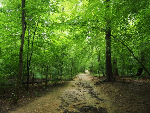 Rechte vuil weg omgeven door hoge bomen in bos — Stockfoto