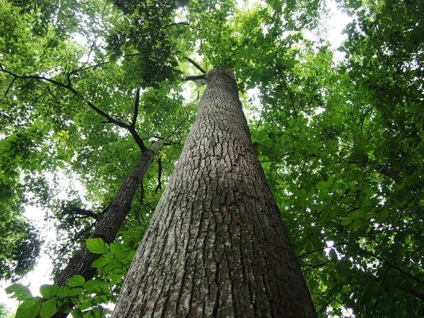 Looking up at tall trees in forest — Stock Photo, Image