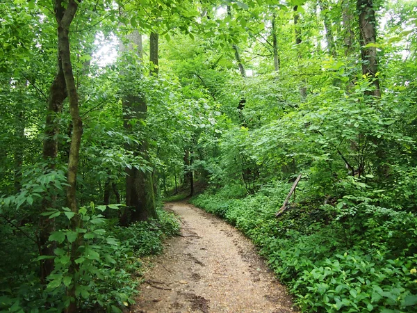 Chemin de terre en forêt — Photo