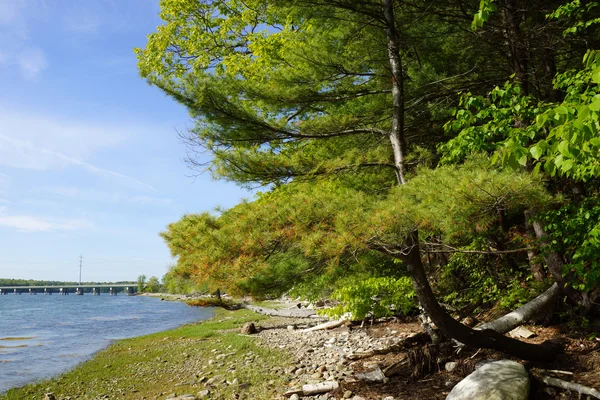 Tall på steniga stranden leder till en bro och kraftledningar — Stockfoto