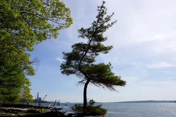 Gli alberi di pino crescono funky su una spiaggia sull'isola di Cousins — Foto Stock