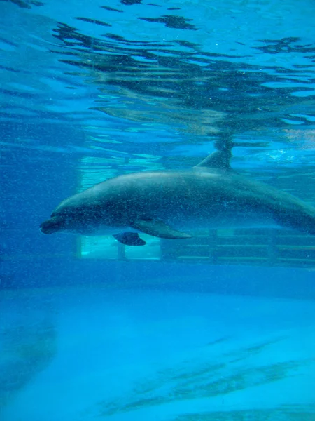 プール水槽で泳いでいるイルカ — ストック写真