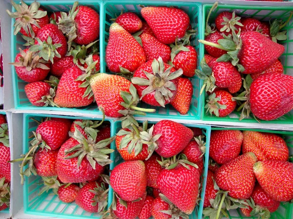 Erdbeeren in quadratischen hellblauen Plastikkörben — Stockfoto