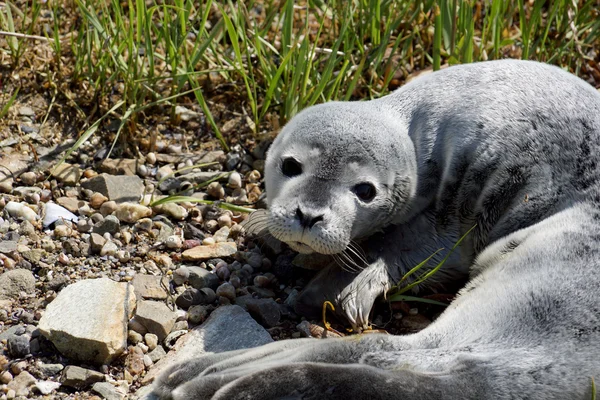 Srst tuleně odpočívající s otevřenýma očima na trávě — Stock fotografie