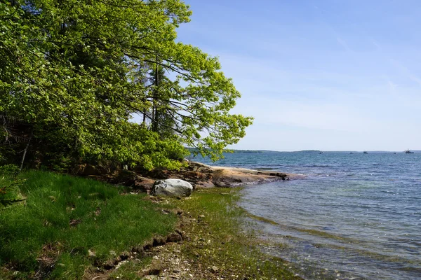 Costa rocciosa fiancheggiata da alberi verdi — Foto Stock