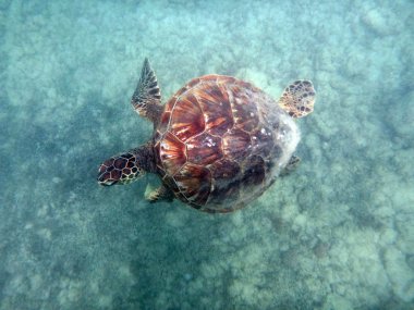 Hawaiian deniz kaplumbağası mercan kayaları waikik sularda yüzüyor.