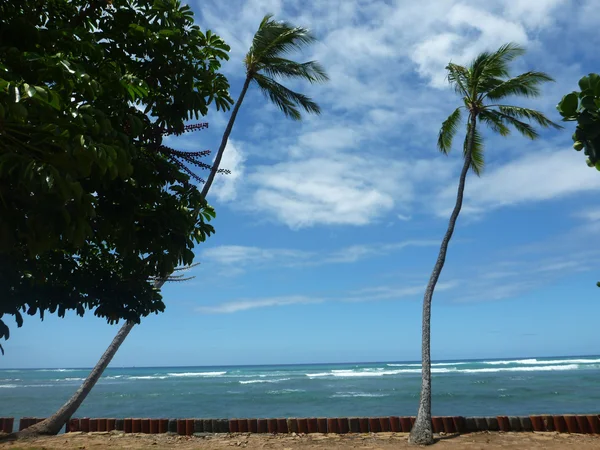 Kokospalmer hänga över röd cylinder stenar längs klippan shore ne — Stockfoto