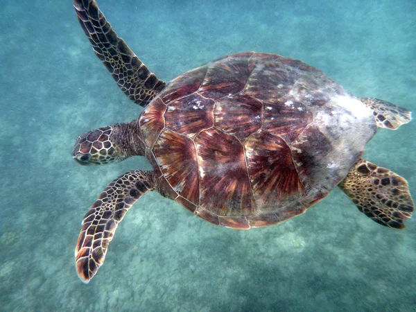 La tortuga marina de Hawai nada sobre las rocas de coral las aguas de Waikik — Foto de Stock
