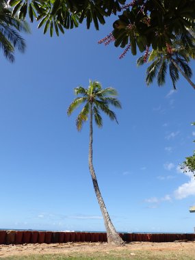 Hindistan cevizi ağacı asmak üzerine sığ okyanus w yanındaki taş cliff shore