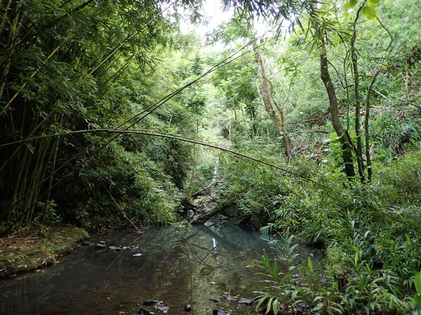 Stream surrounded by bamboo and boulder rocks runs through lush — Stock Photo, Image