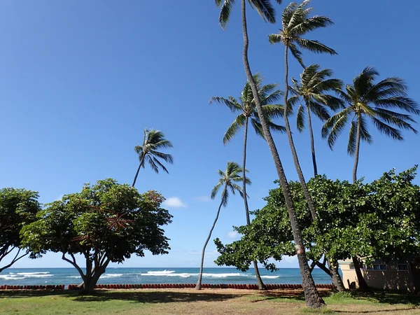 Kokosnuss und andere Bäume im Park entlang der künstlichen Klippe neben — Stockfoto