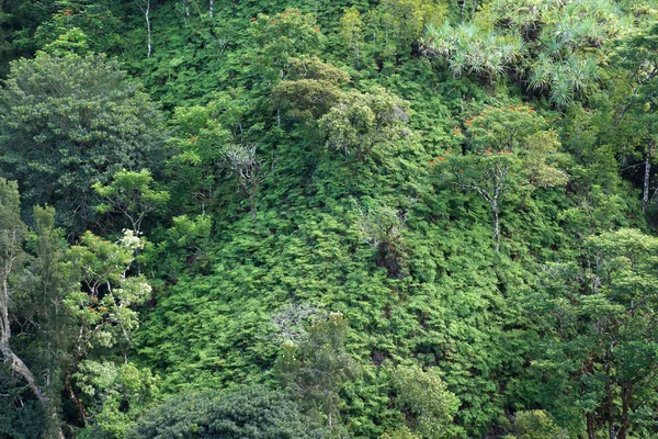 Primer plano de la exuberante ladera tropical de la selva tropical — Foto de Stock