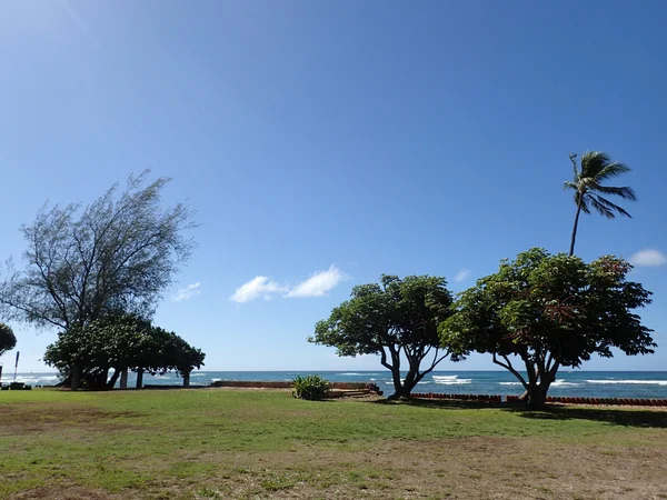 Coconut trees hang over stone path along cliff shore next to sha — Stock Photo, Image