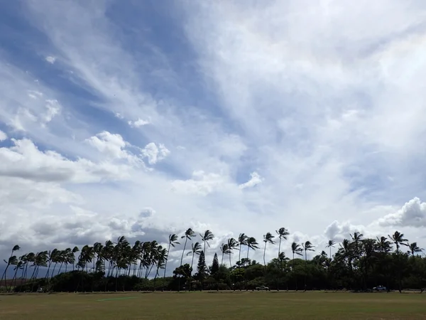 Травяное поле для занятий спортом с кокосовыми пальмами на краю парков — стоковое фото