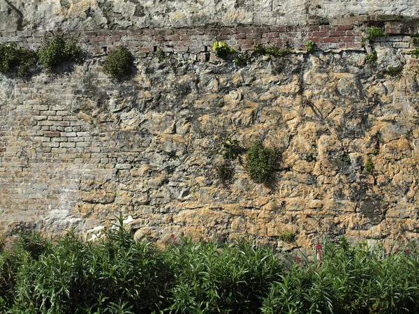 Le piante verdi crescono su vecchie pareti rocciose di pietra che sono strati di dif — Foto Stock