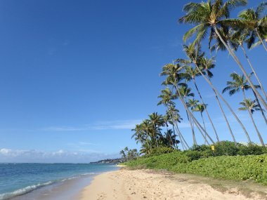 Hindistan cevizi ağaçları çizgi Kahala Beach