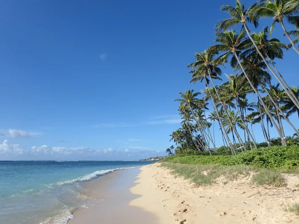 Coconut Trees line Kahala Beach — Stock Photo, Image