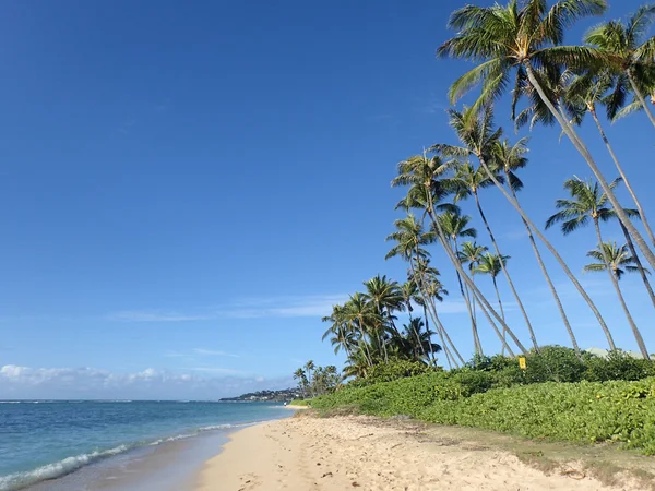 Kokospalmen säumen den Kahala-Strand — Stockfoto