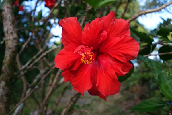 Röd hibiscus blomma — Stockfoto