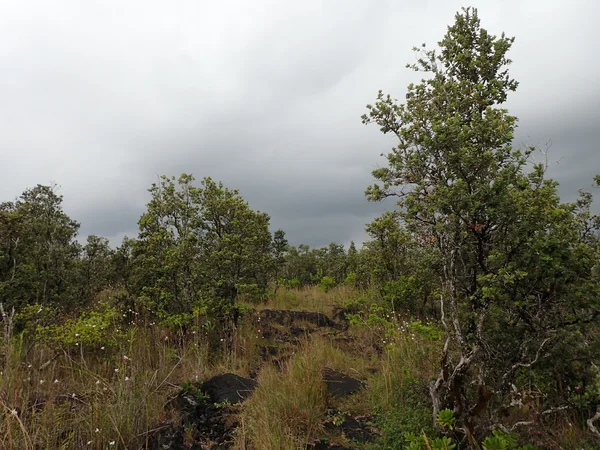 Ohia, hierba y otras plantas crecen en el campo de lava con cielo nublado — Foto de Stock