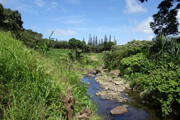 He'eia Stream — Stock Photo, Image