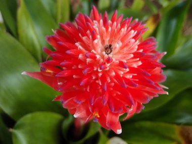 Kırmızı Bromeliads ananas çiçekleri yakın çekim