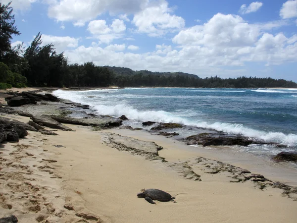 Turtle rest on beach as waves crash at Turtle Bay with trees lin — Stock Photo, Image