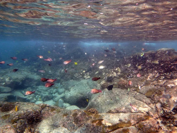 Pływać ryba wielu kolorów w płytkich wodach — Zdjęcie stockowe
