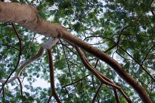 Κλαδιά, φύλλα ενός δέντρου Albizia — Φωτογραφία Αρχείου