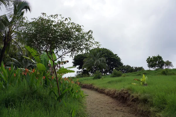 Camino cortado a través de la hierba verde en el jardín botánico — Foto de Stock