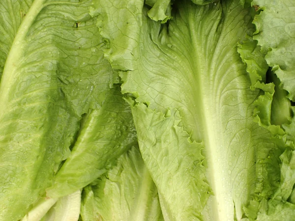 Primer plano de la lechuga vegetal — Foto de Stock