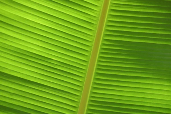 Bananen blad close-up — Stockfoto