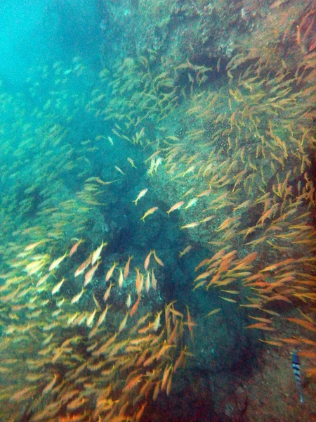 Szkoła małe ryby pływa w okolicy rafie koralowej — Zdjęcie stockowe