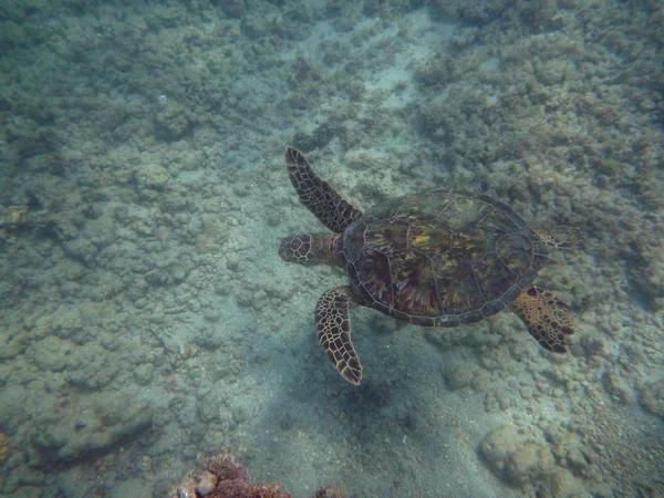 Hawaiianische Meeresschildkröte schwimmt über Korallenfelsen im Wasser von Waikik — Stockfoto