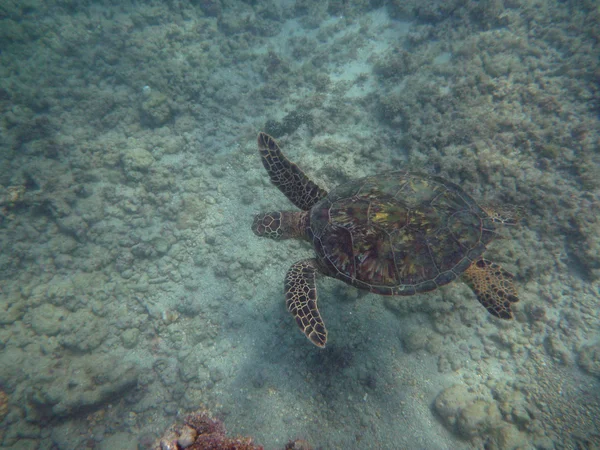 ハワイのウミガメ泳ぐサンゴの岩の上 waikik の海 — ストック写真