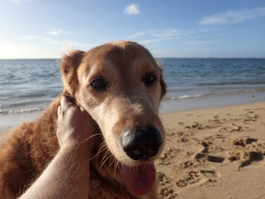 Golden Retriever Dog gets petted on the Kahala beach clipart