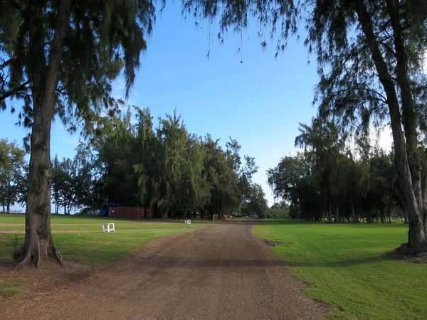 Camino de la suciedad con forrado de árboles de madera de hierro —  Fotos de Stock