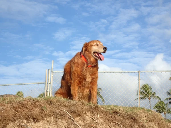 砂のブラフの上にハングアップする犬 — ストック写真