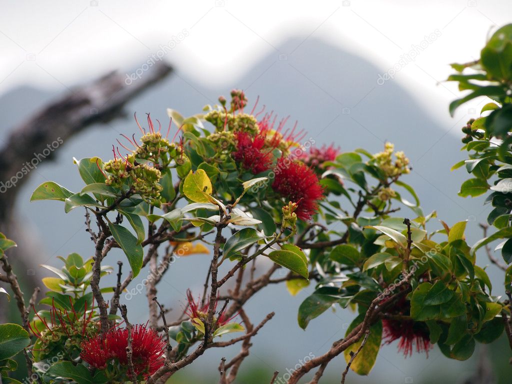Close-up of Red Ohi'a Flowers in bloom on branch of tree 