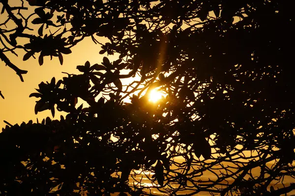 Sunset through the leaves of a tree in the mountains — Stock Photo, Image